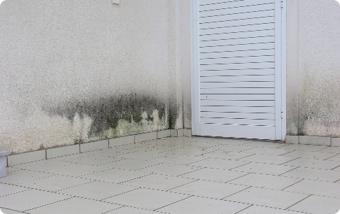 Εμφάνιση Μούχλας
